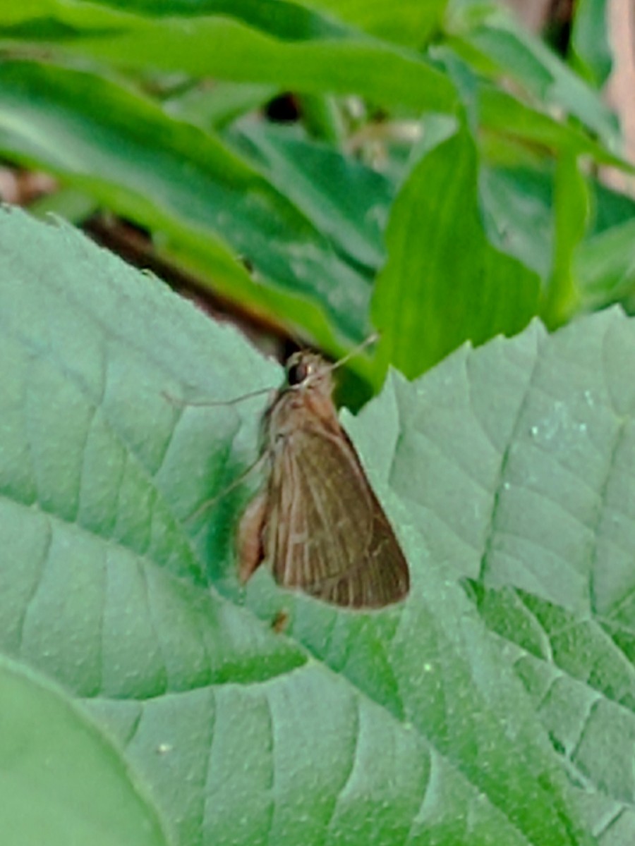 Animals - ML637221276