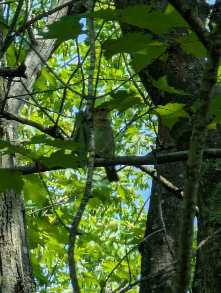 viriskogtrost - ML637221302