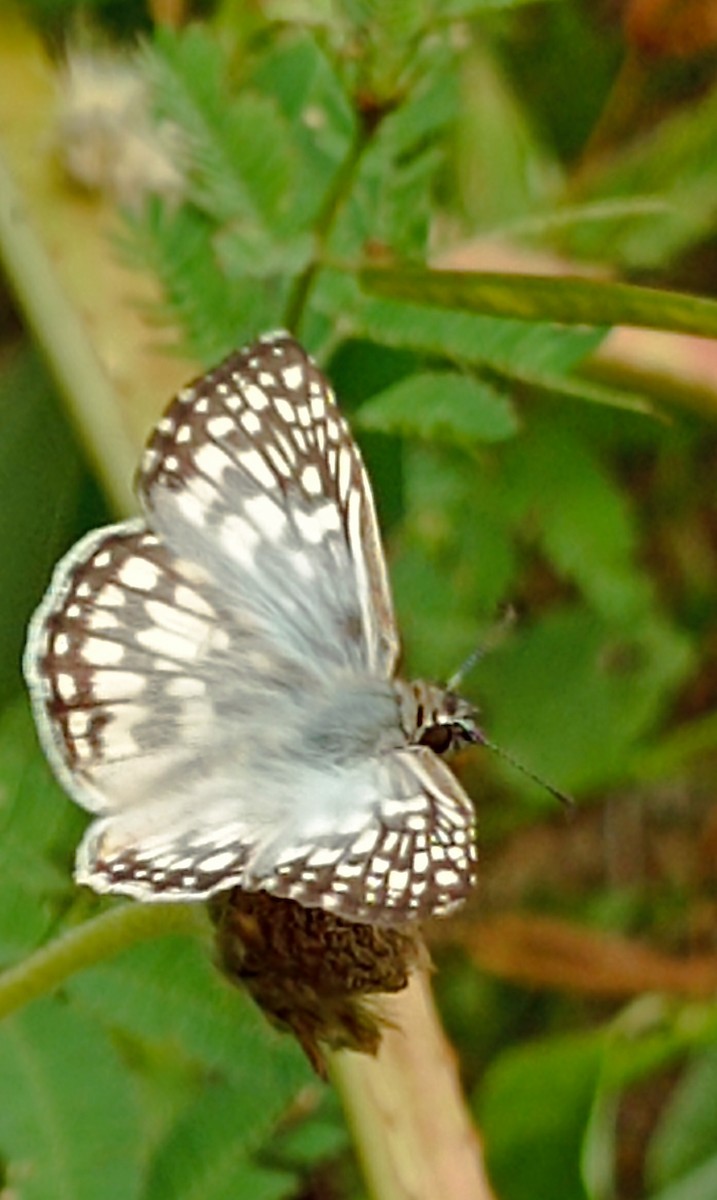 Animals - ML637221315