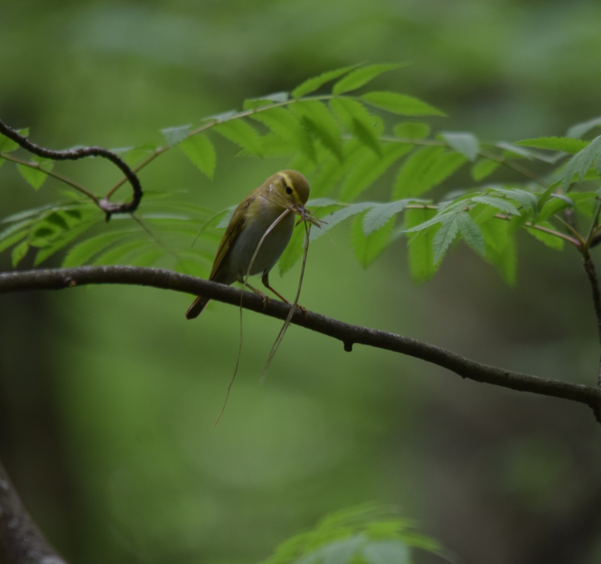 林柳鶯 - ML637221361