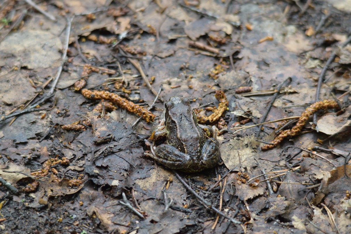 林蛙 - ML637221384