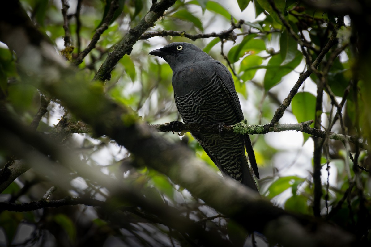 Barred Cuckooshrike - ML637221463