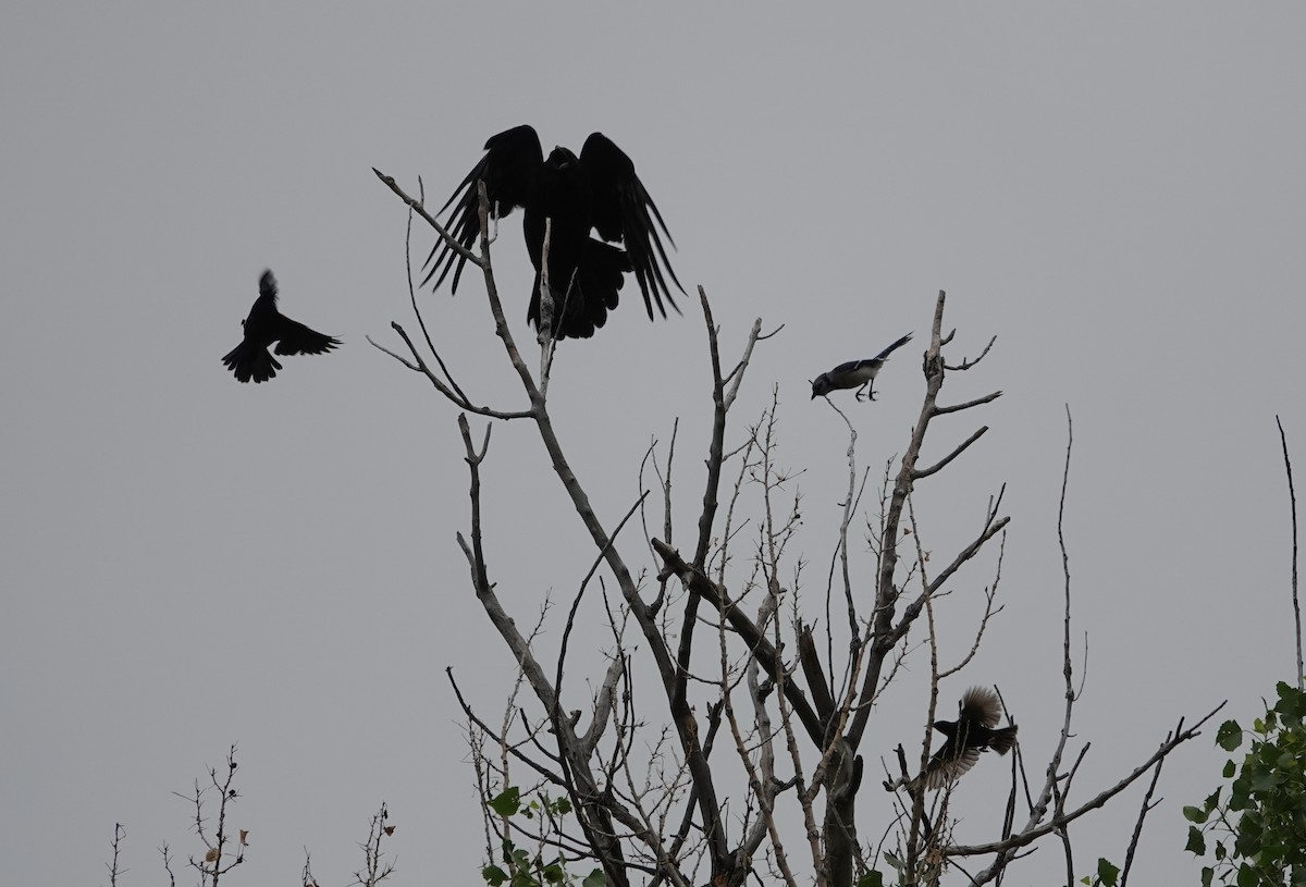American Crow - ML637221499