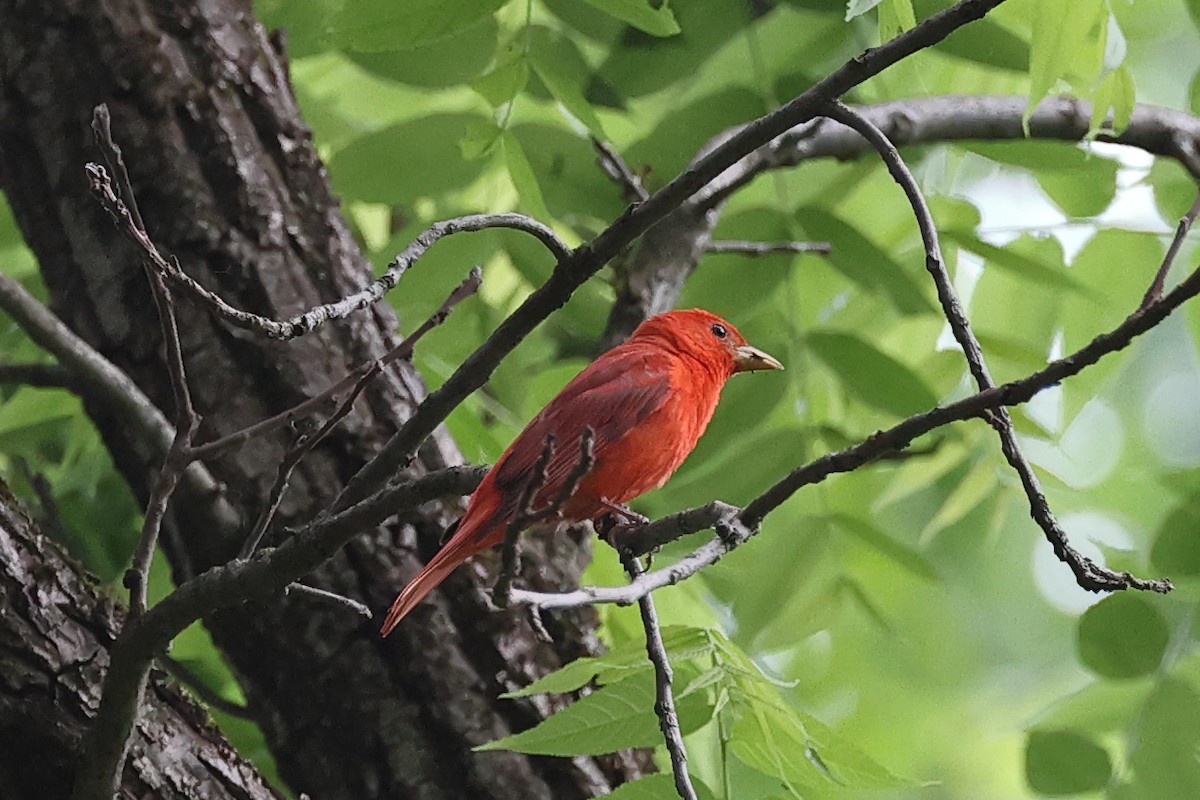 Summer Tanager - ML637221584