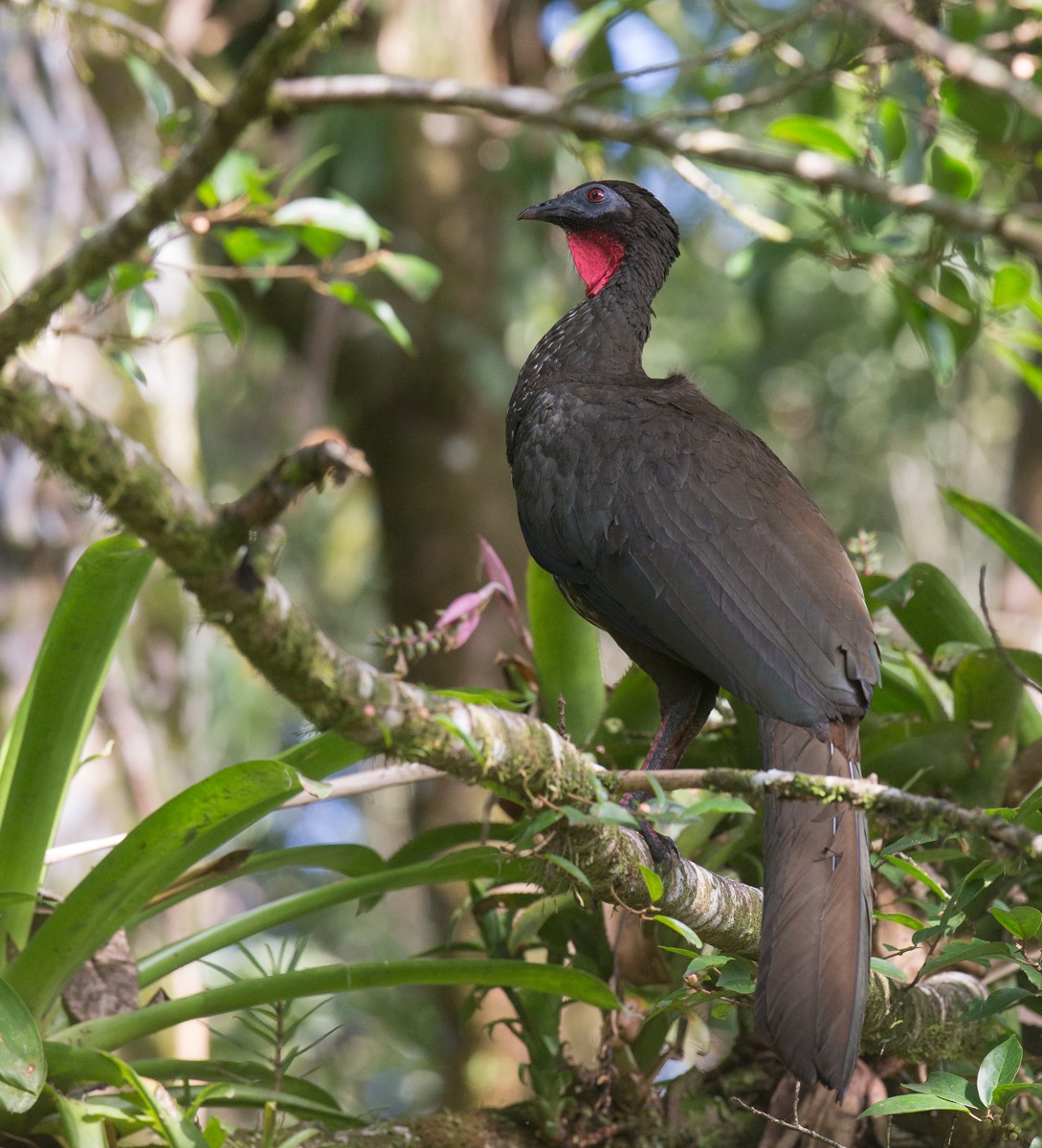 Crested Guan - ML63722161