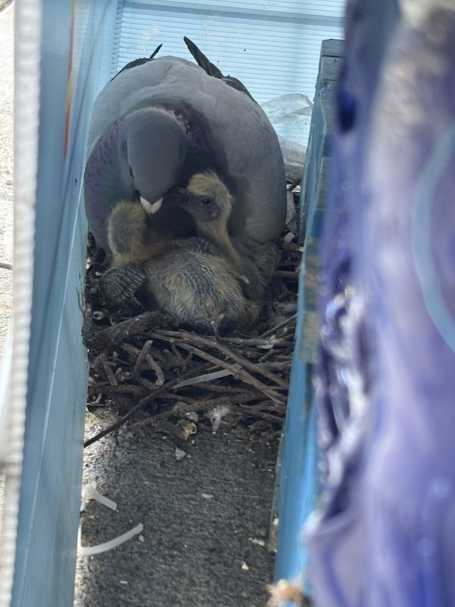 Rock Pigeon (Feral Pigeon) - ML637221829