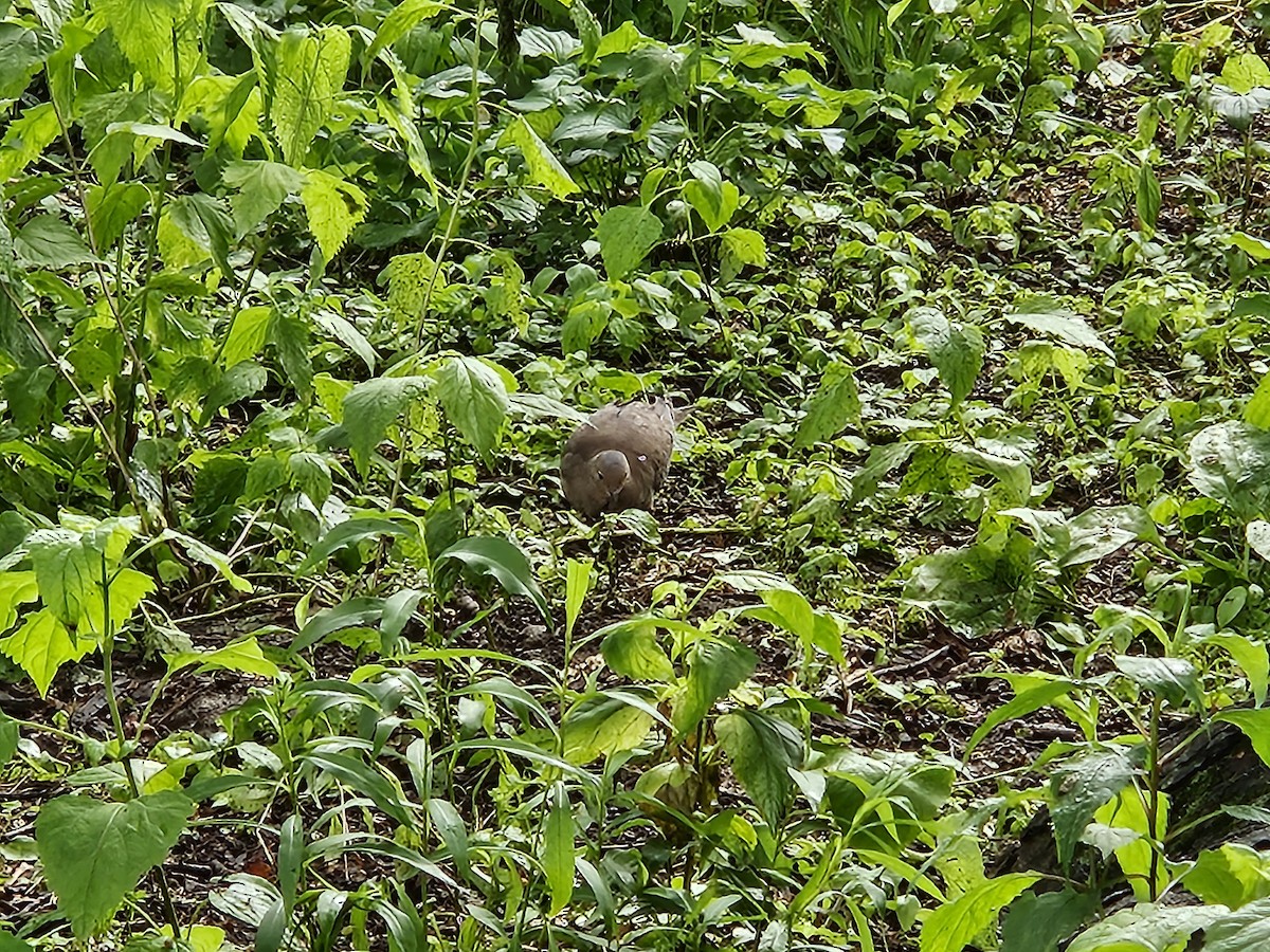 Mourning Dove - ML637221909