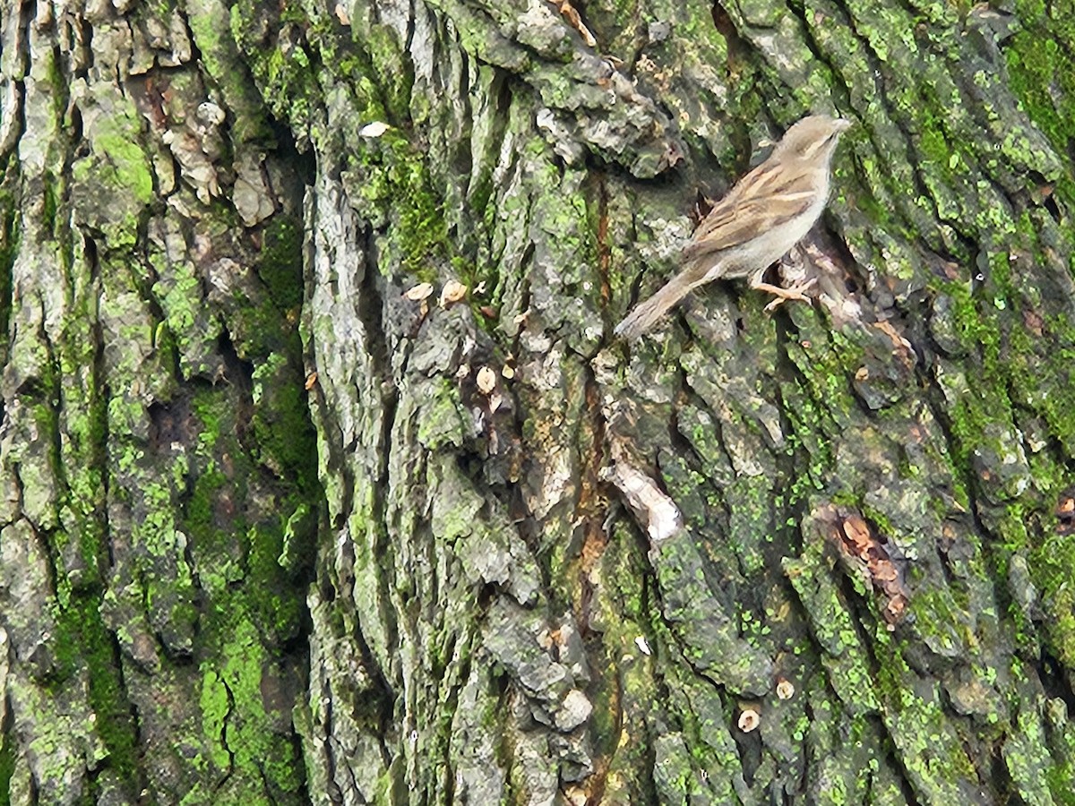 House Sparrow - ML637221938