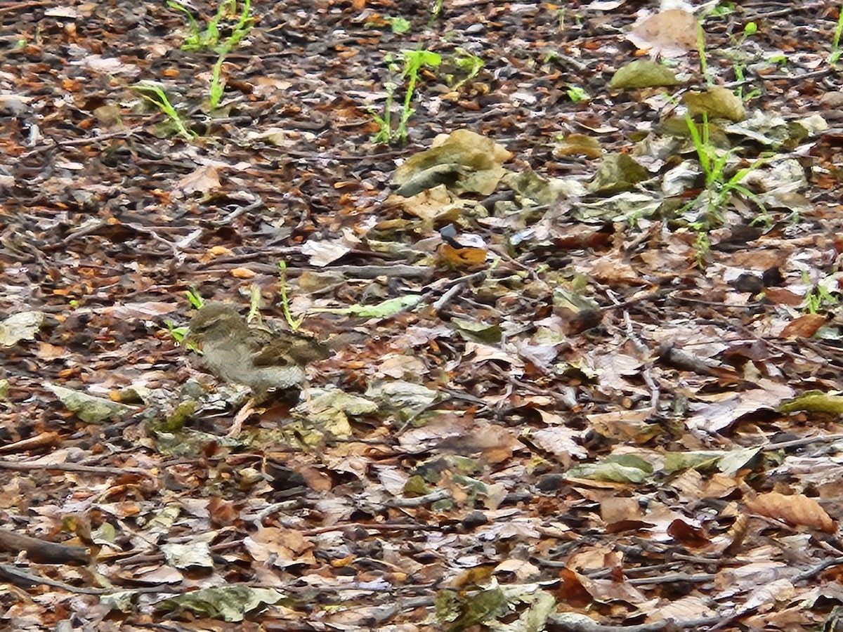 House Sparrow - ML637221939