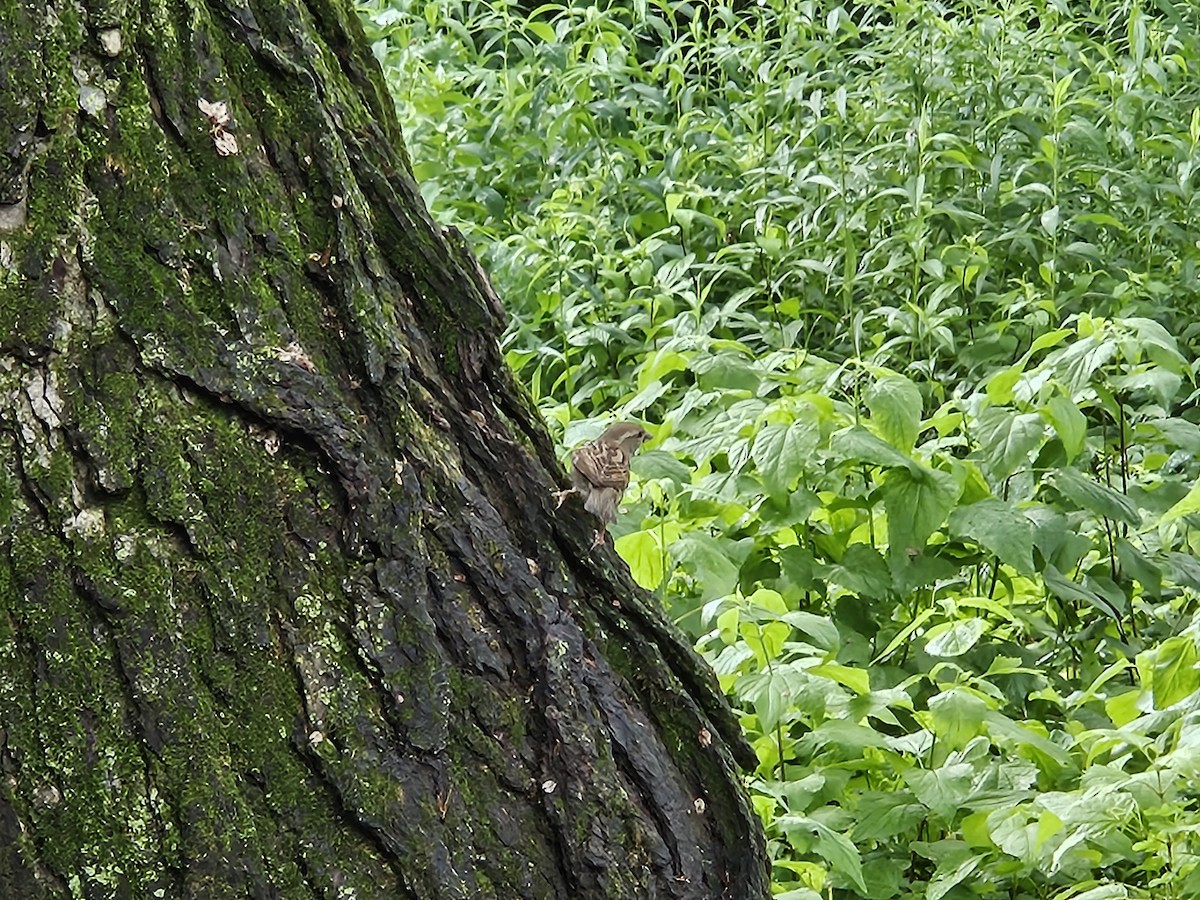 House Sparrow - ML637221940