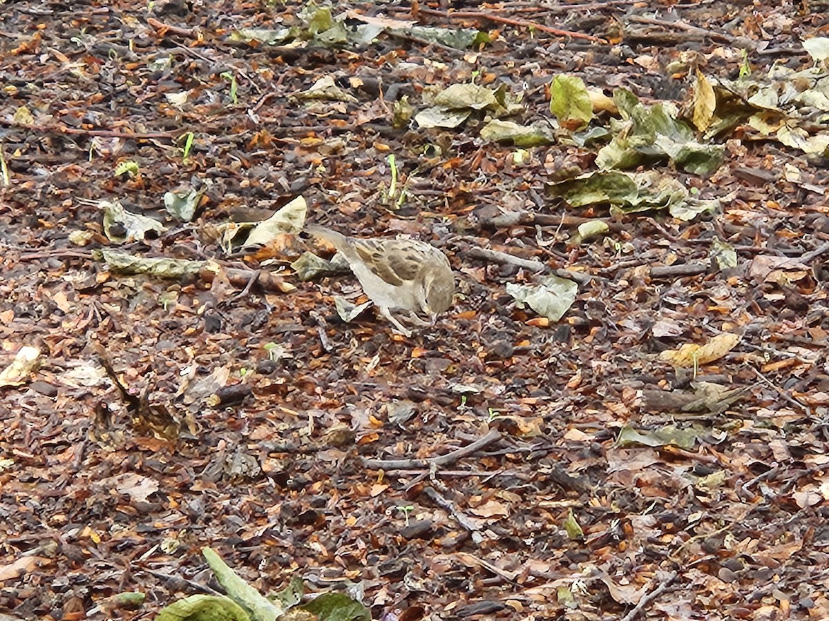 House Sparrow - ML637221941