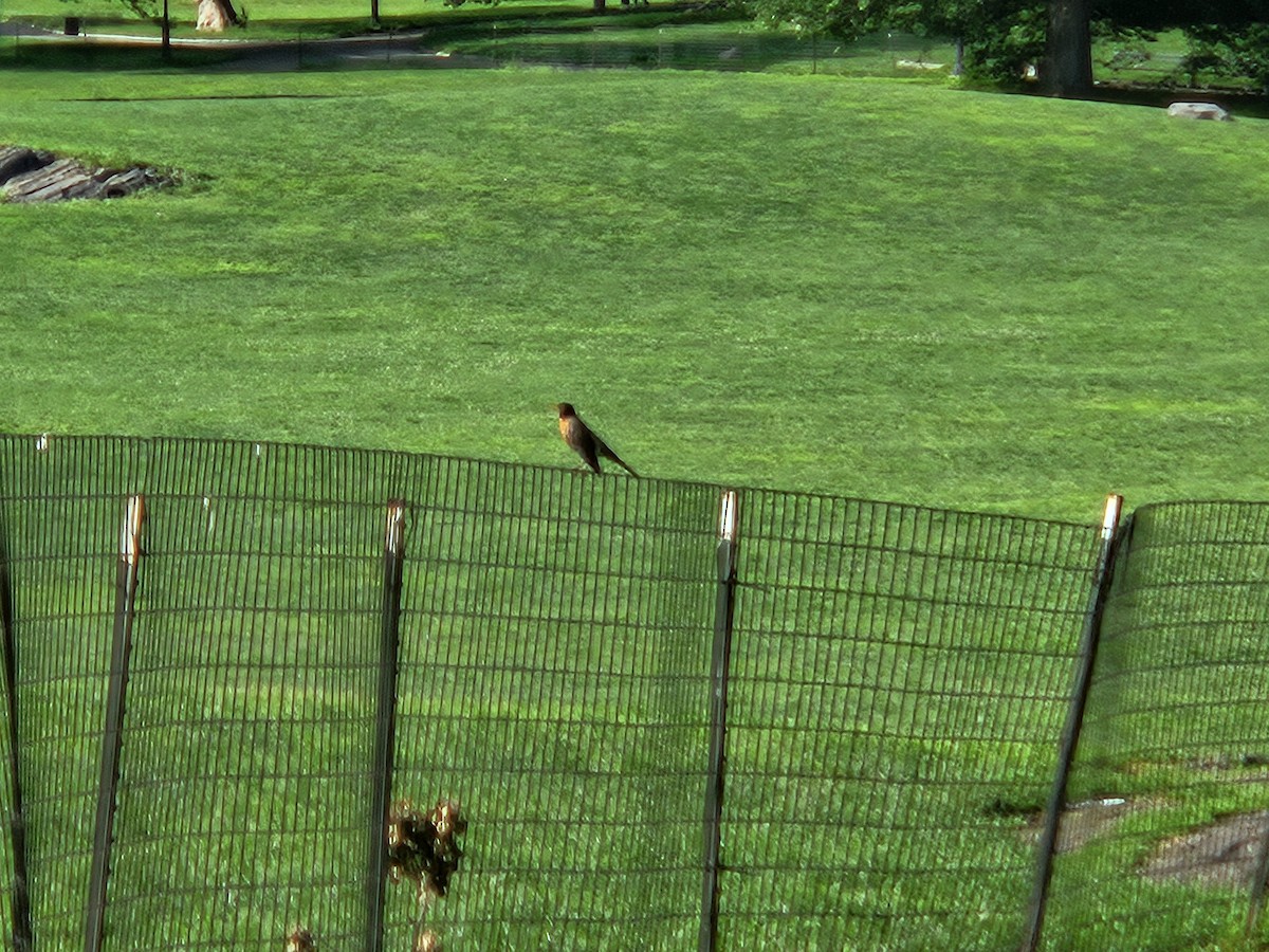 American Robin - ML637221951