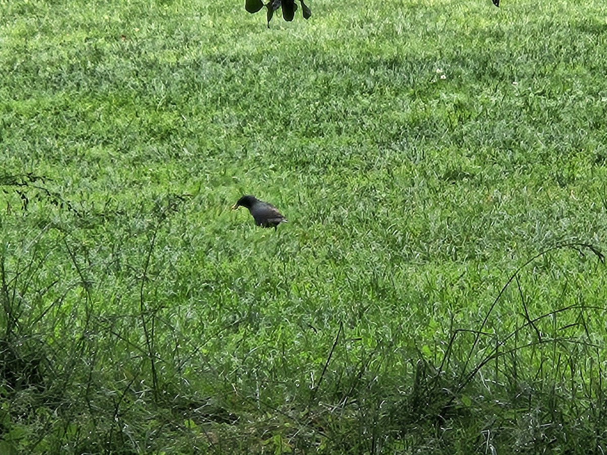 European Starling - ML637221964