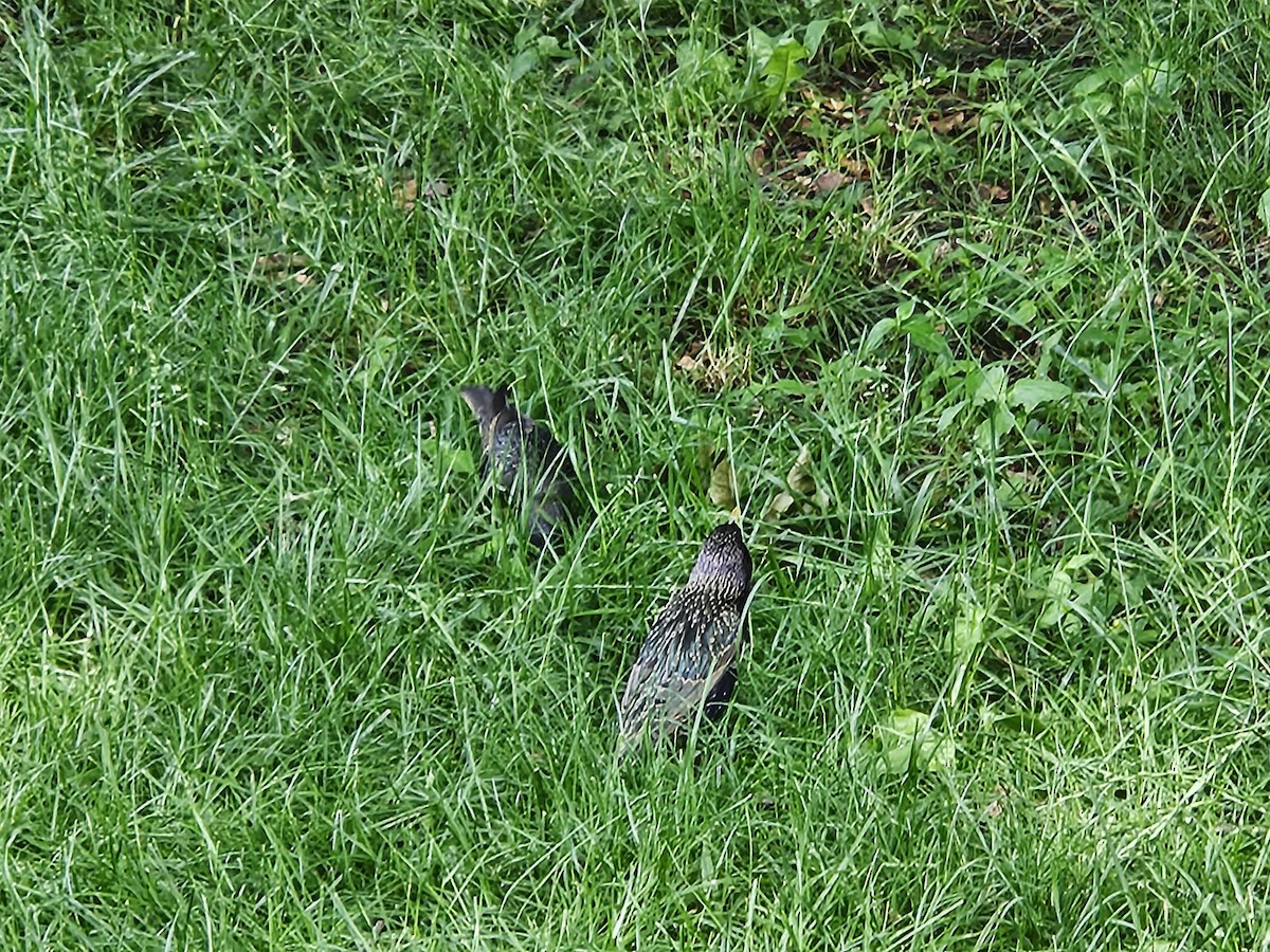 European Starling - ML637221965
