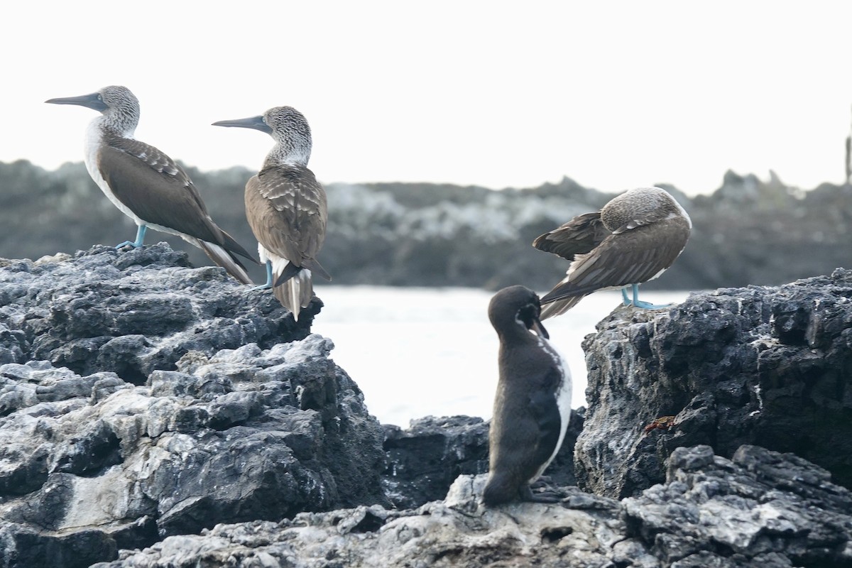 Blue-footed Booby - ML637222096