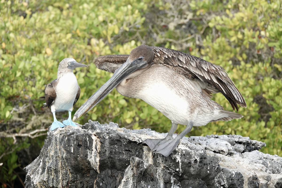 Blue-footed Booby - ML637222097