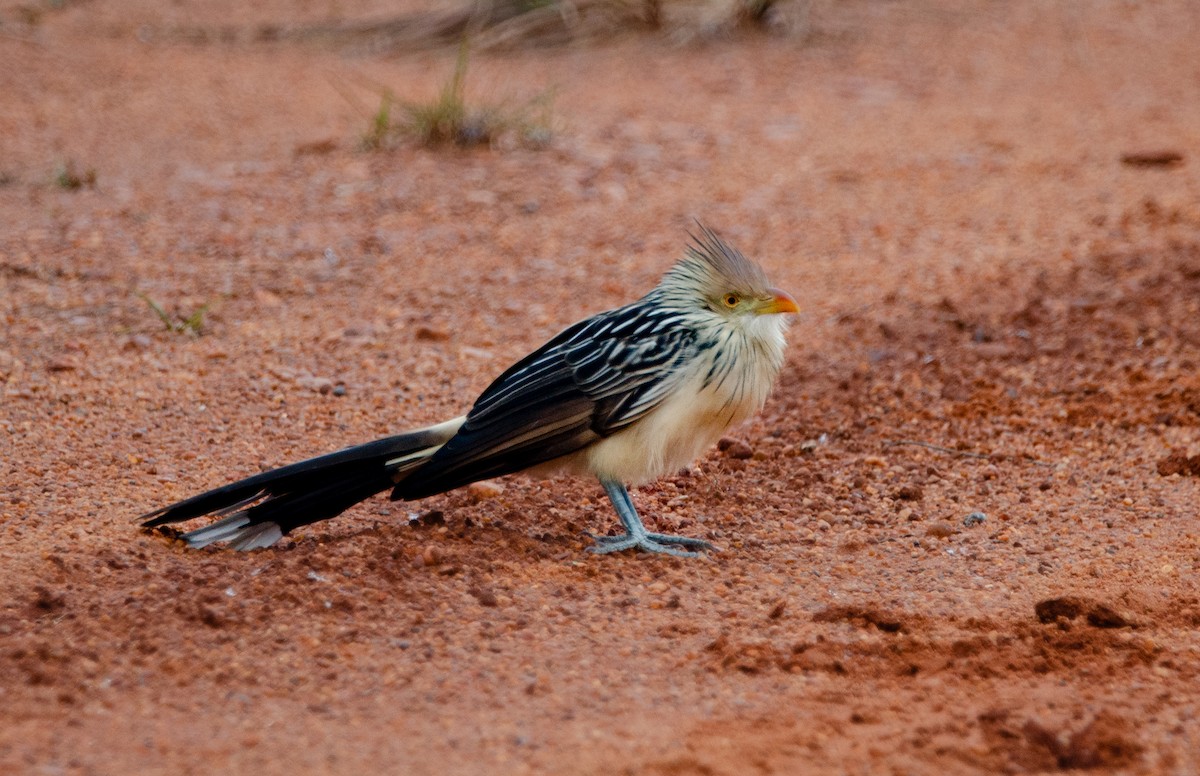 Guira Cuckoo - ML637222328