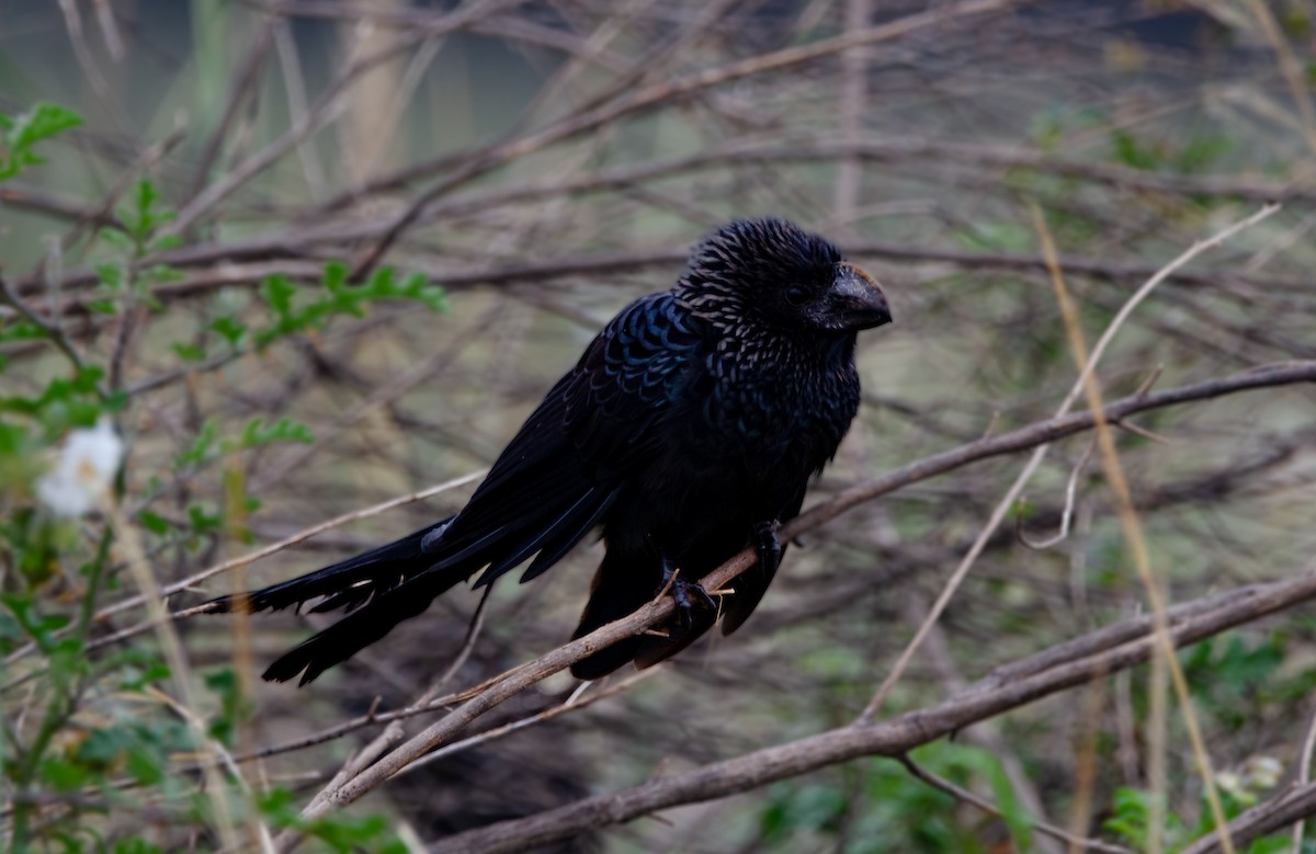 Smooth-billed Ani - ML637222353
