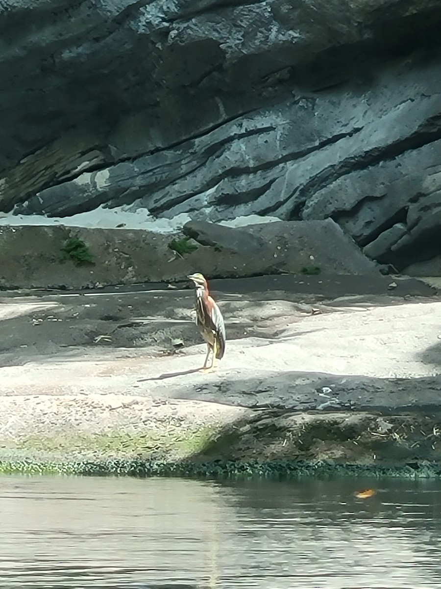 Green Heron - ML637222355