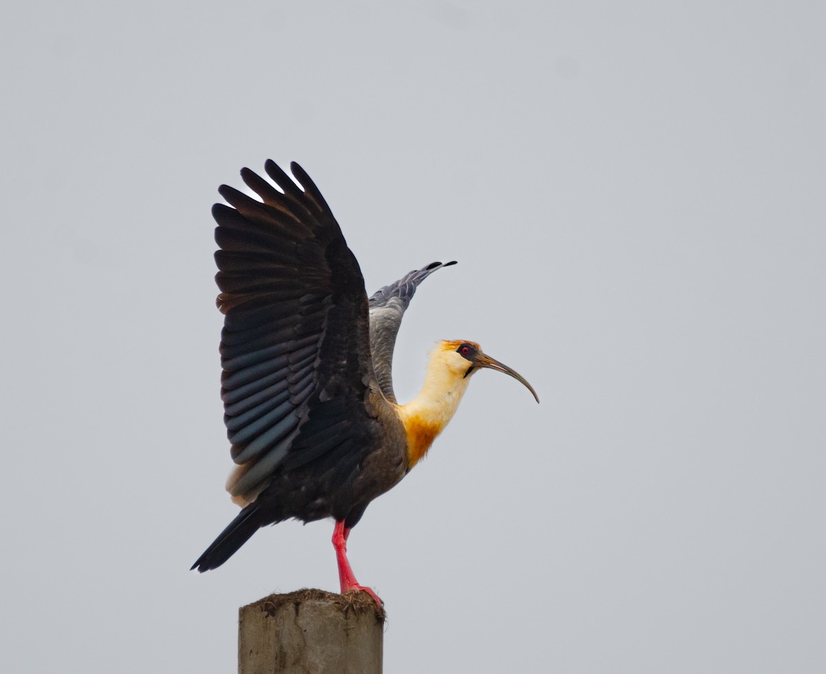 Buff-necked Ibis - ML637222376