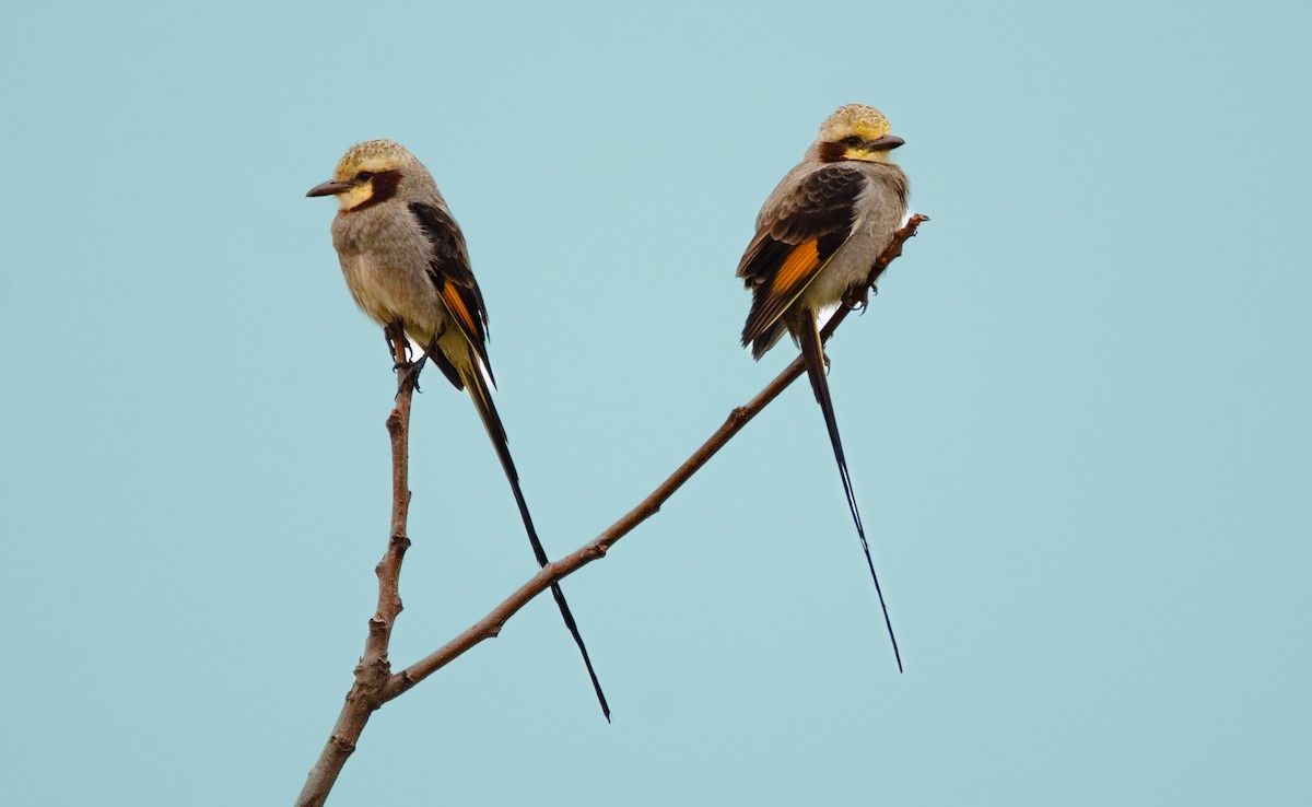 Streamer-tailed Tyrant - ML637222405