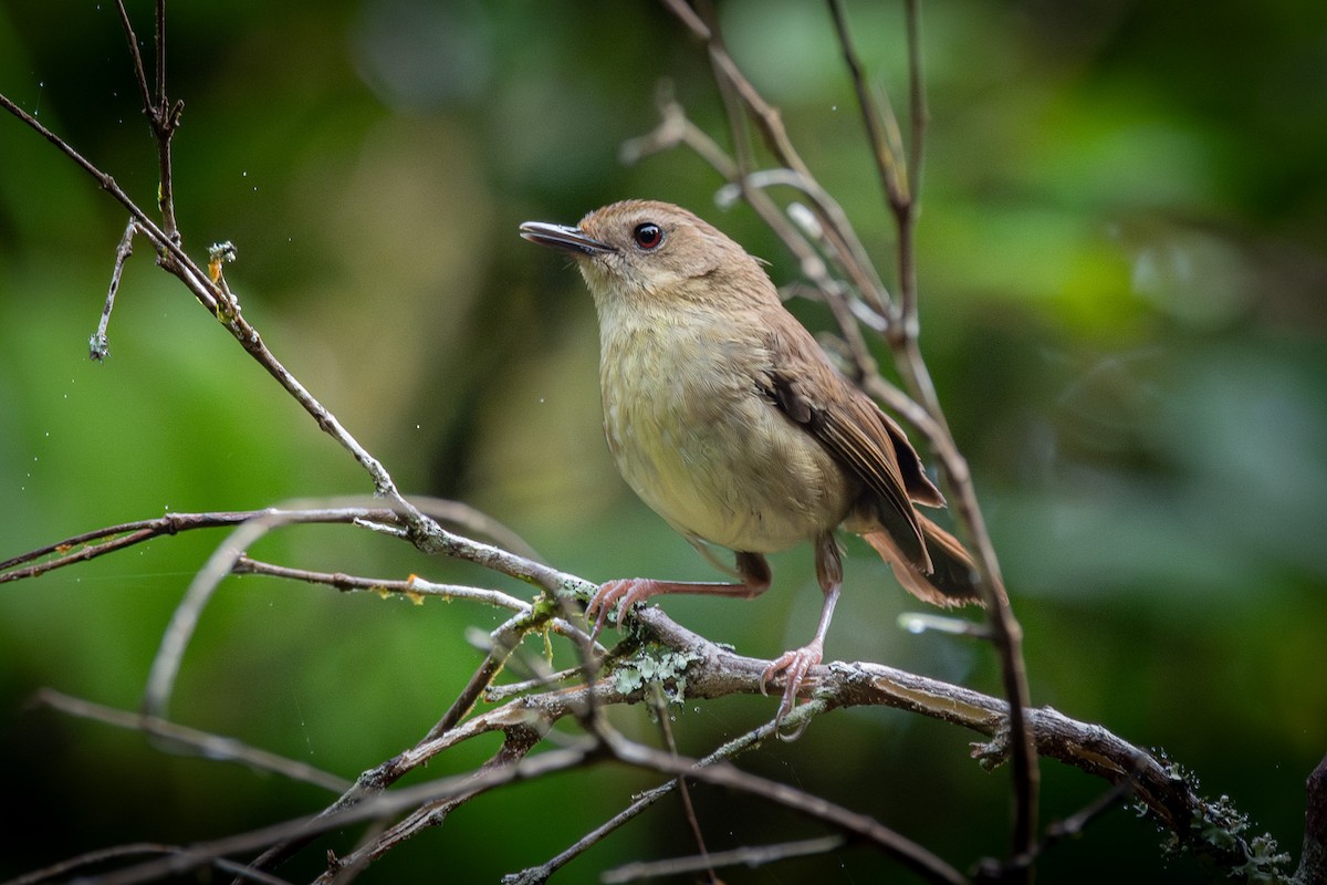 Atherton Scrubwren - ML637222610