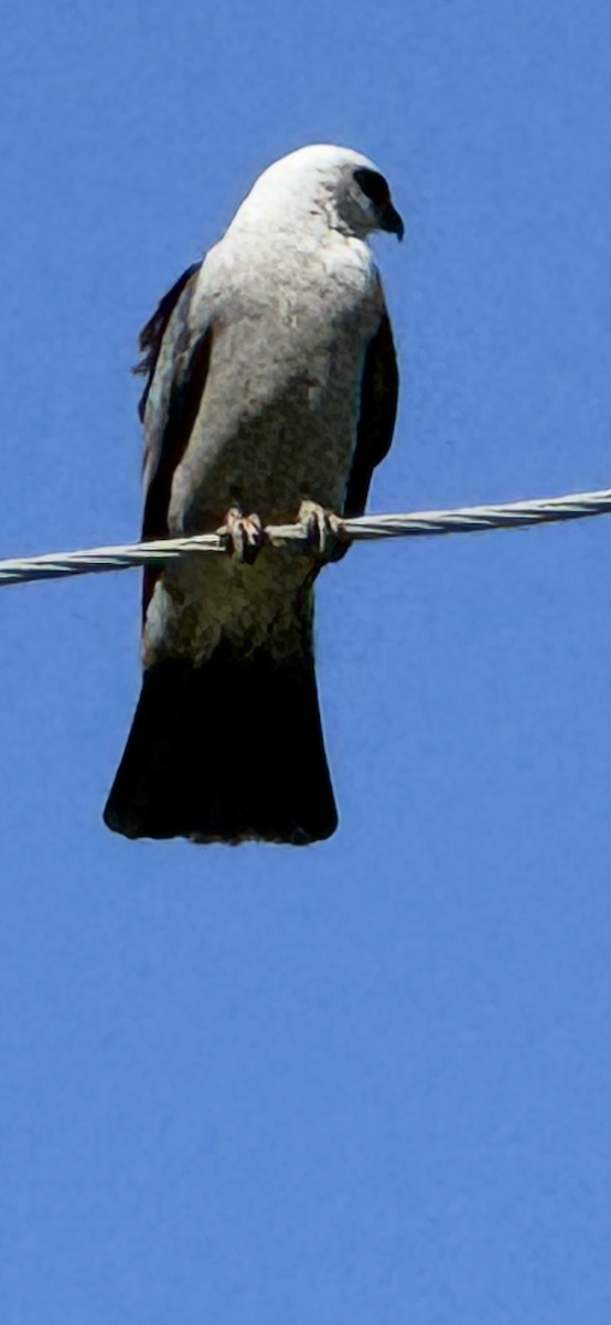 Mississippi Kite - ML637222675