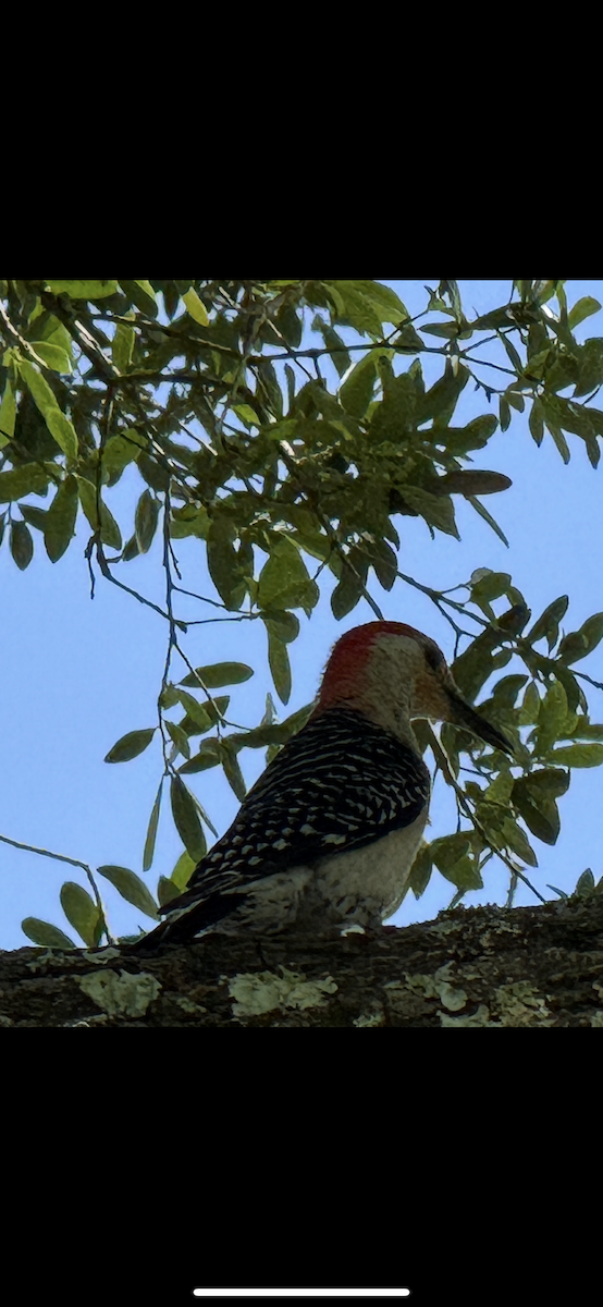 Red-bellied Woodpecker - ML637222716