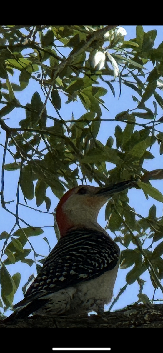 Red-bellied Woodpecker - ML637222717