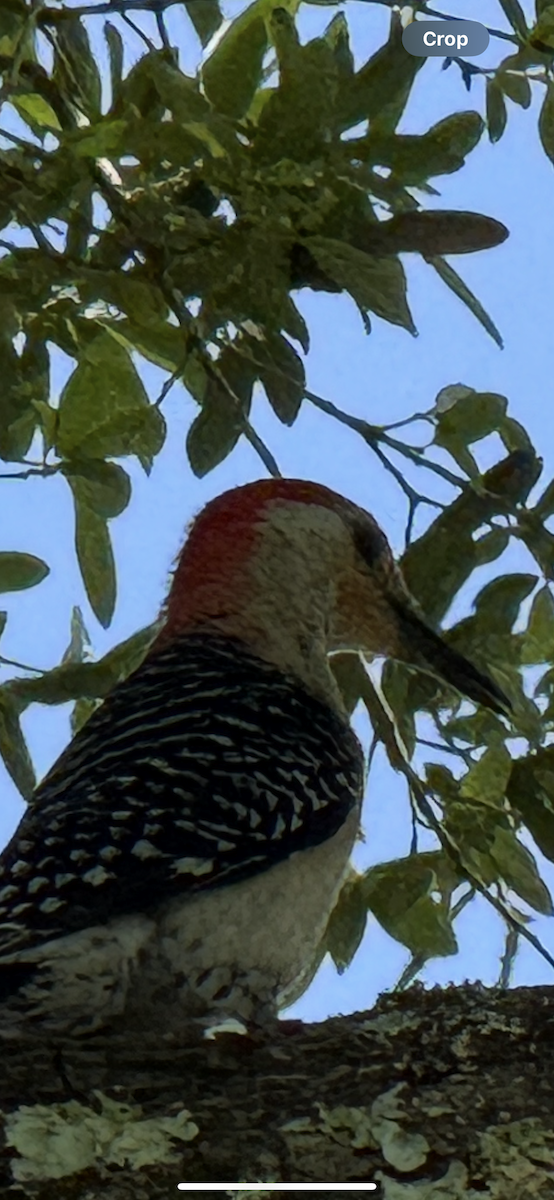 Red-bellied Woodpecker - ML637222718