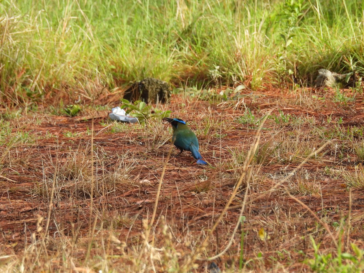 Lesson's Motmot - ML637222766