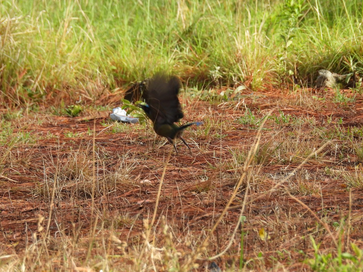 Lesson's Motmot - ML637222767