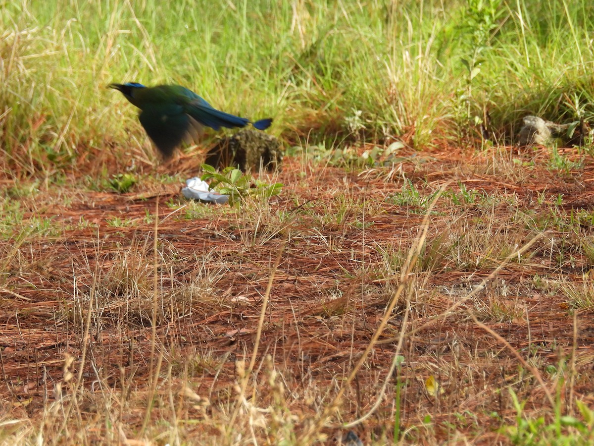 Lesson's Motmot - ML637222768