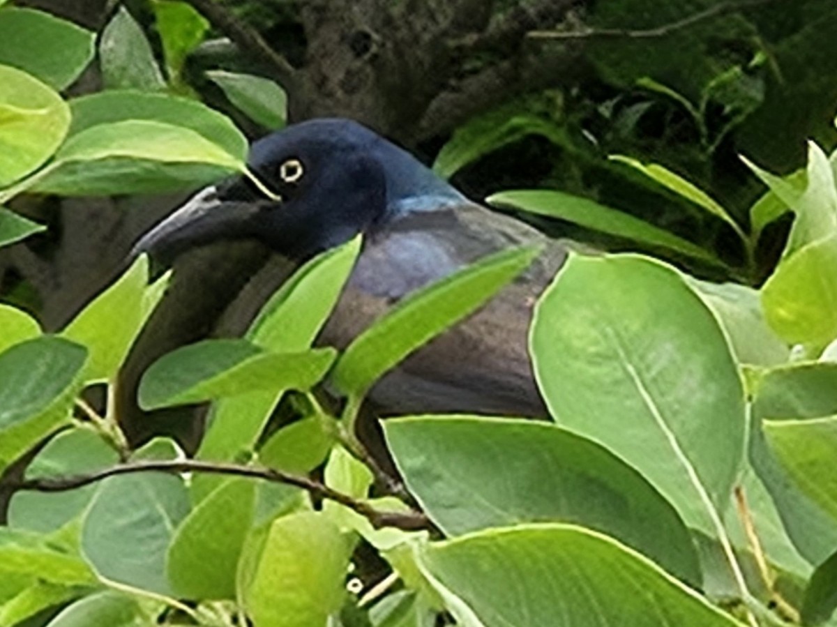 Common Grackle - ML637222779