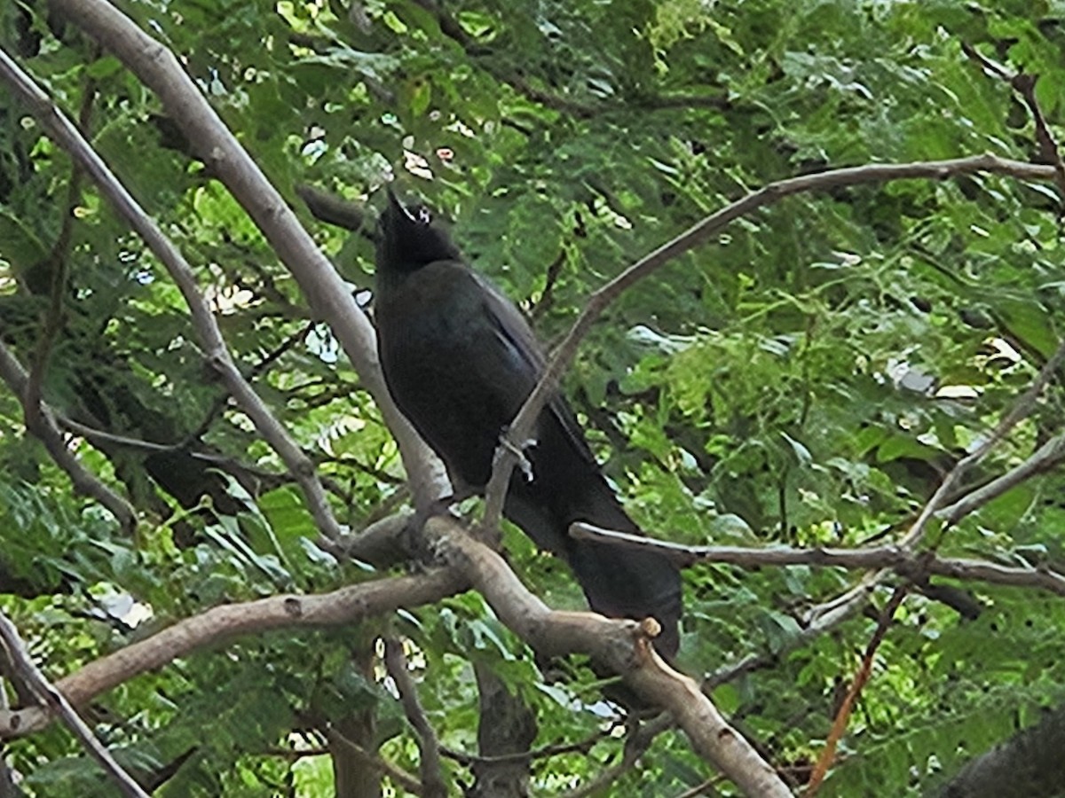 Common Grackle - ML637222780