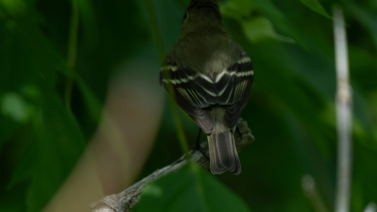 Sarı Karınlı Boreal Sinekkapan - ML637222846
