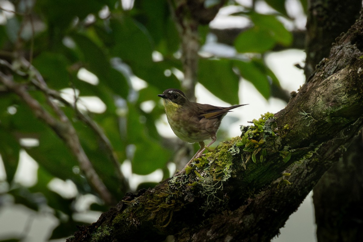 Yellow-throated Scrubwren - ML637222852