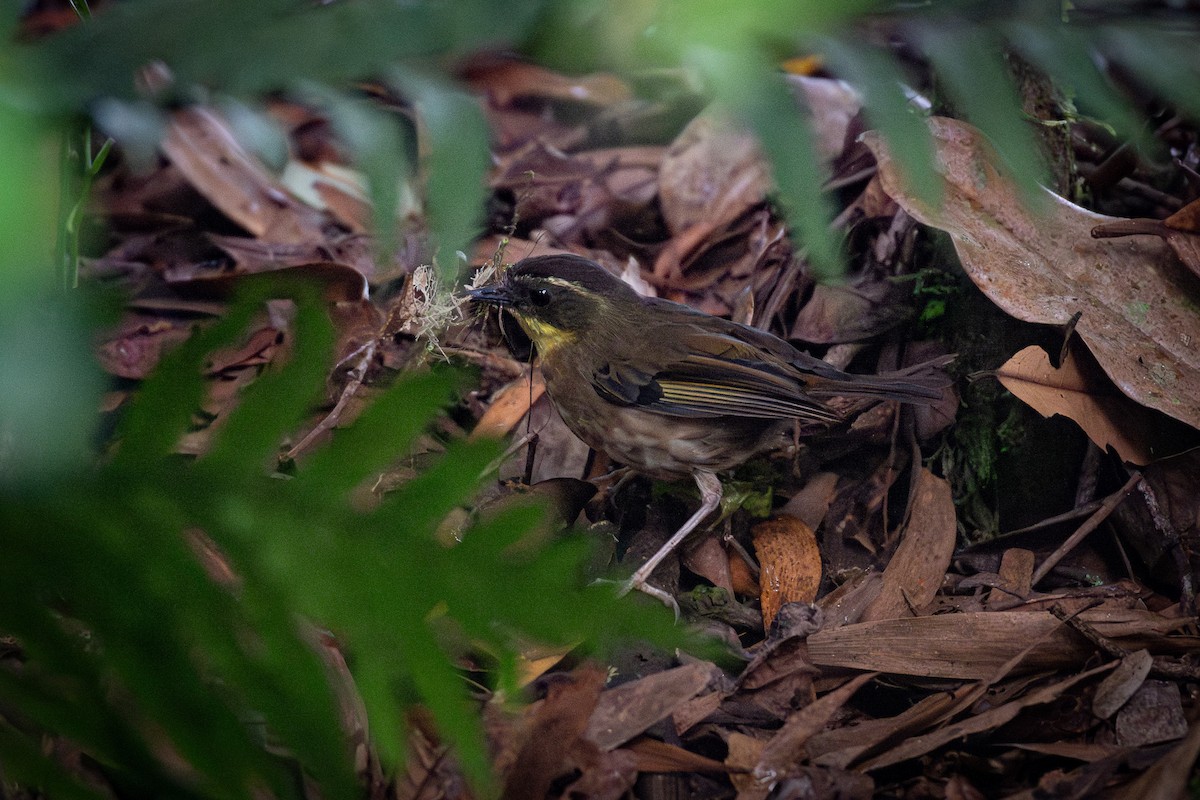 Yellow-throated Scrubwren - ML637222853