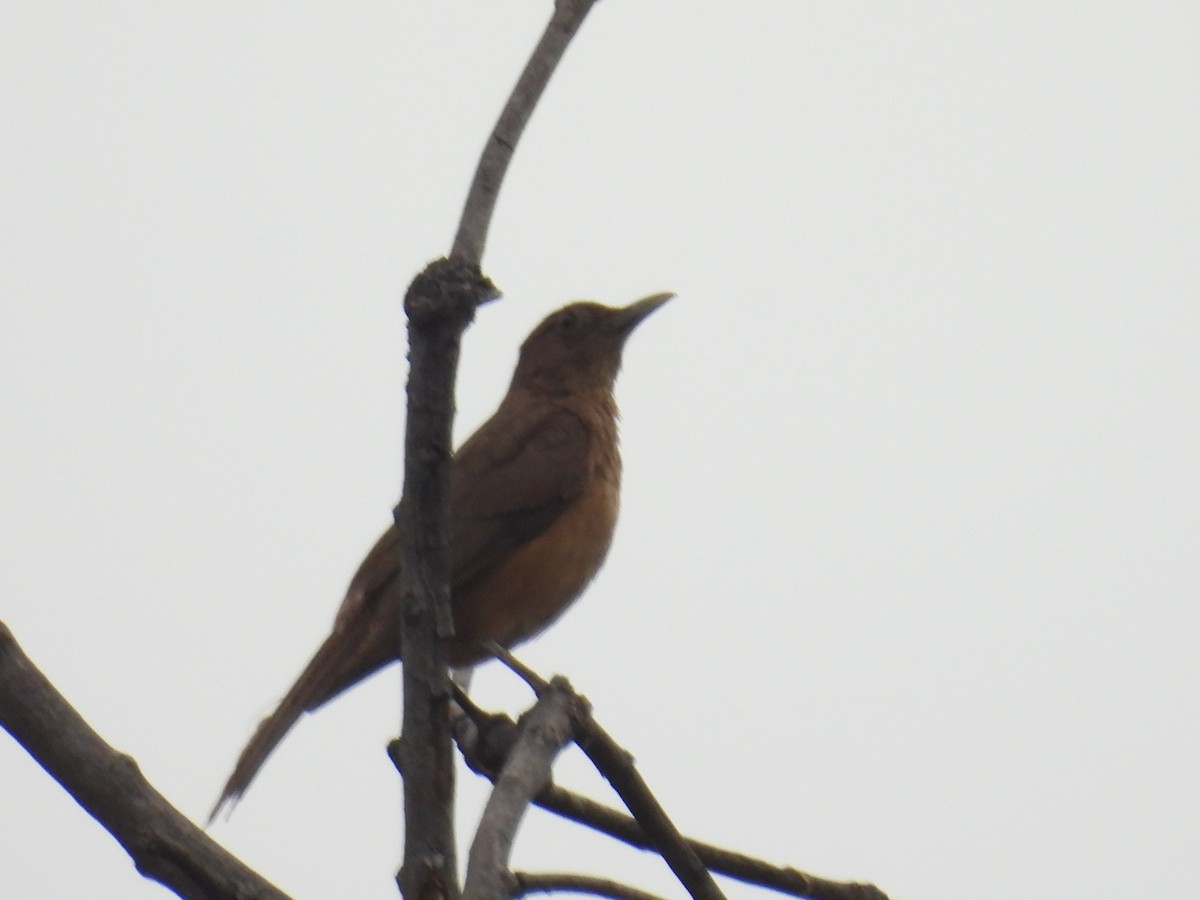 Clay-colored Thrush - ML637222857