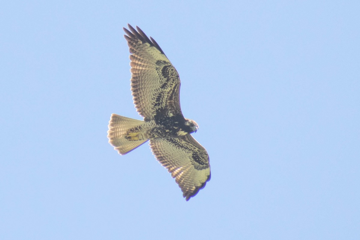 Swainson's Hawk - ML637222866