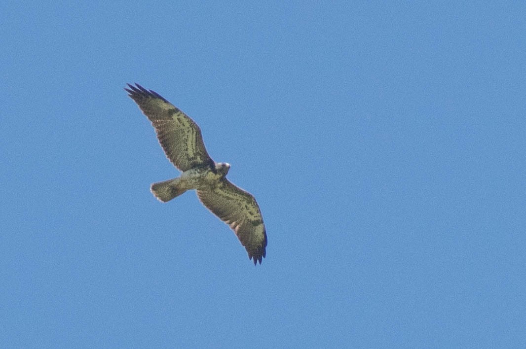 Swainson's Hawk - ML637222867