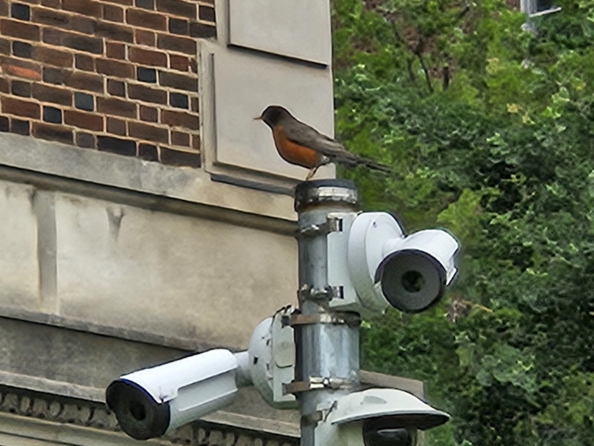 American Robin - ML637222869