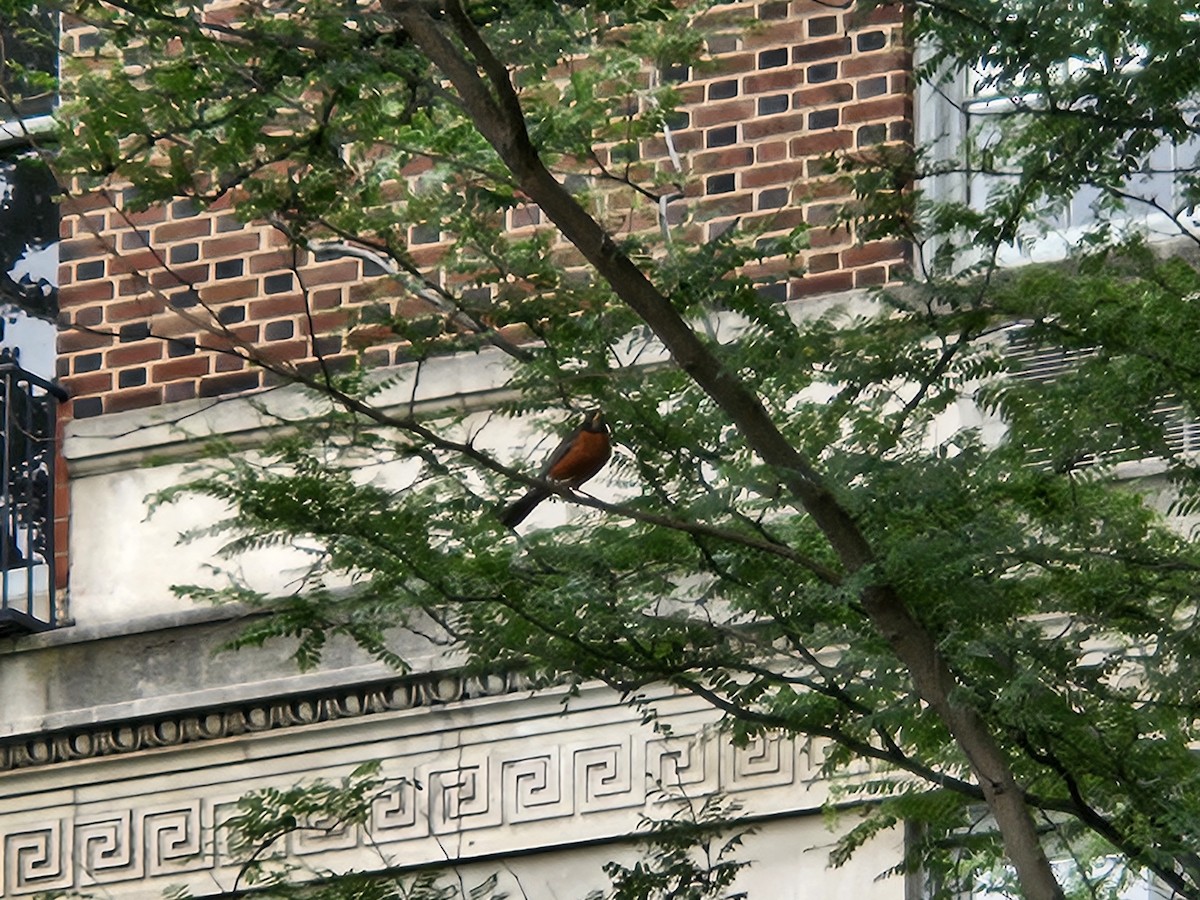 American Robin - ML637222870