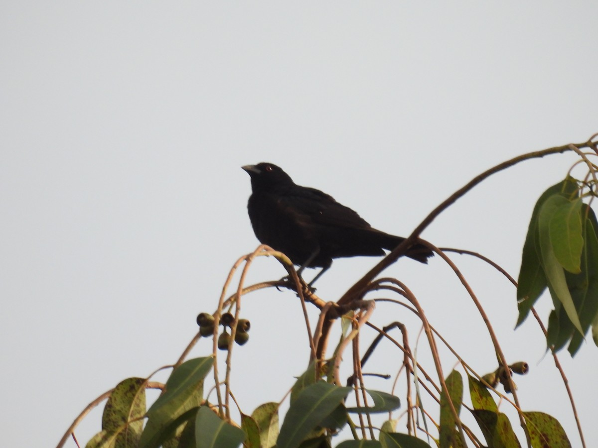 Melodious Blackbird - ML637222874