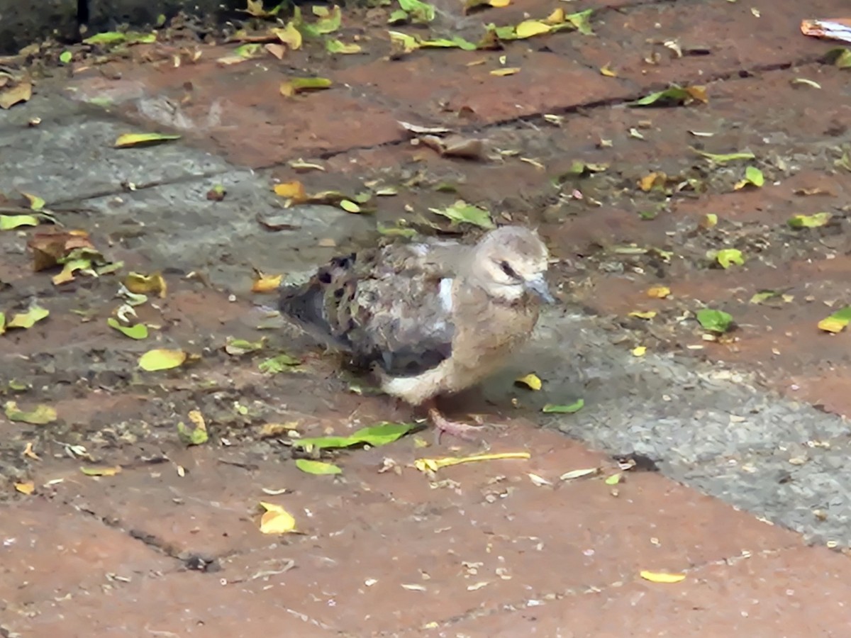 Mourning Dove - ML637222888