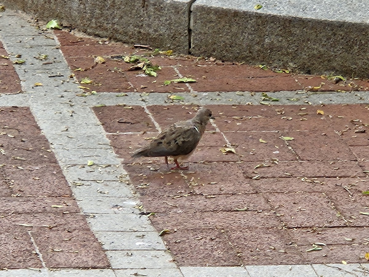 Mourning Dove - ML637222918