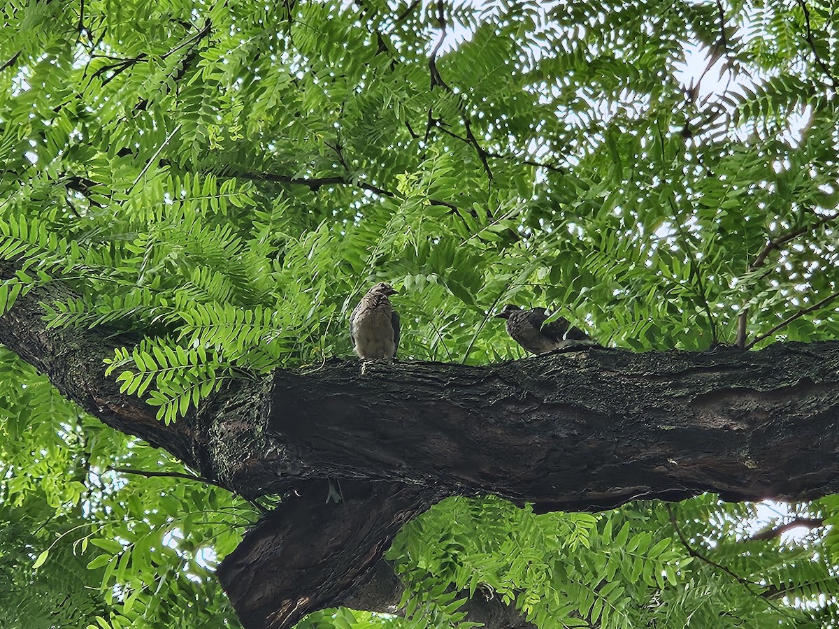 Mourning Dove - ML637222921