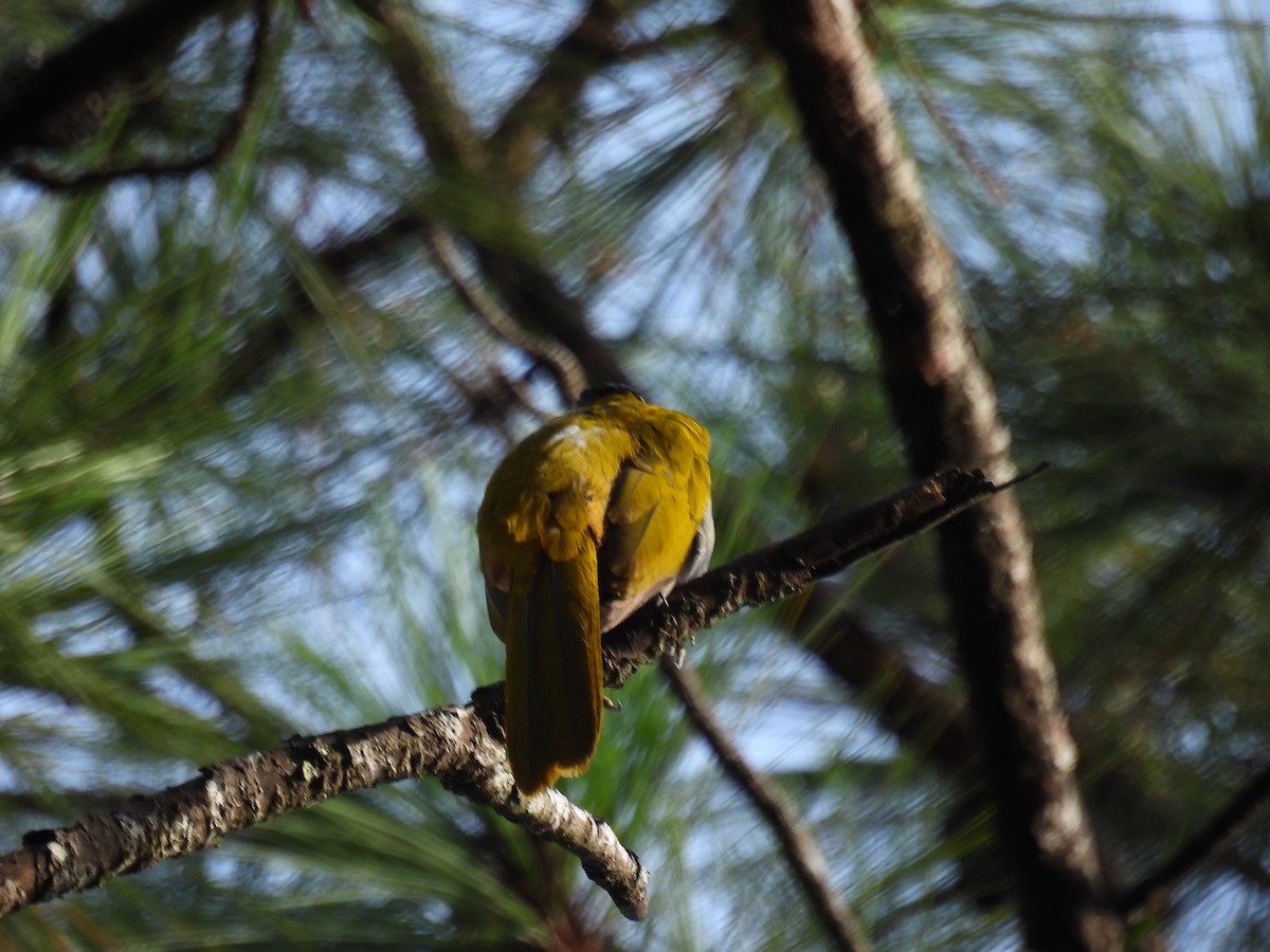 Black-headed Saltator - ML637222925