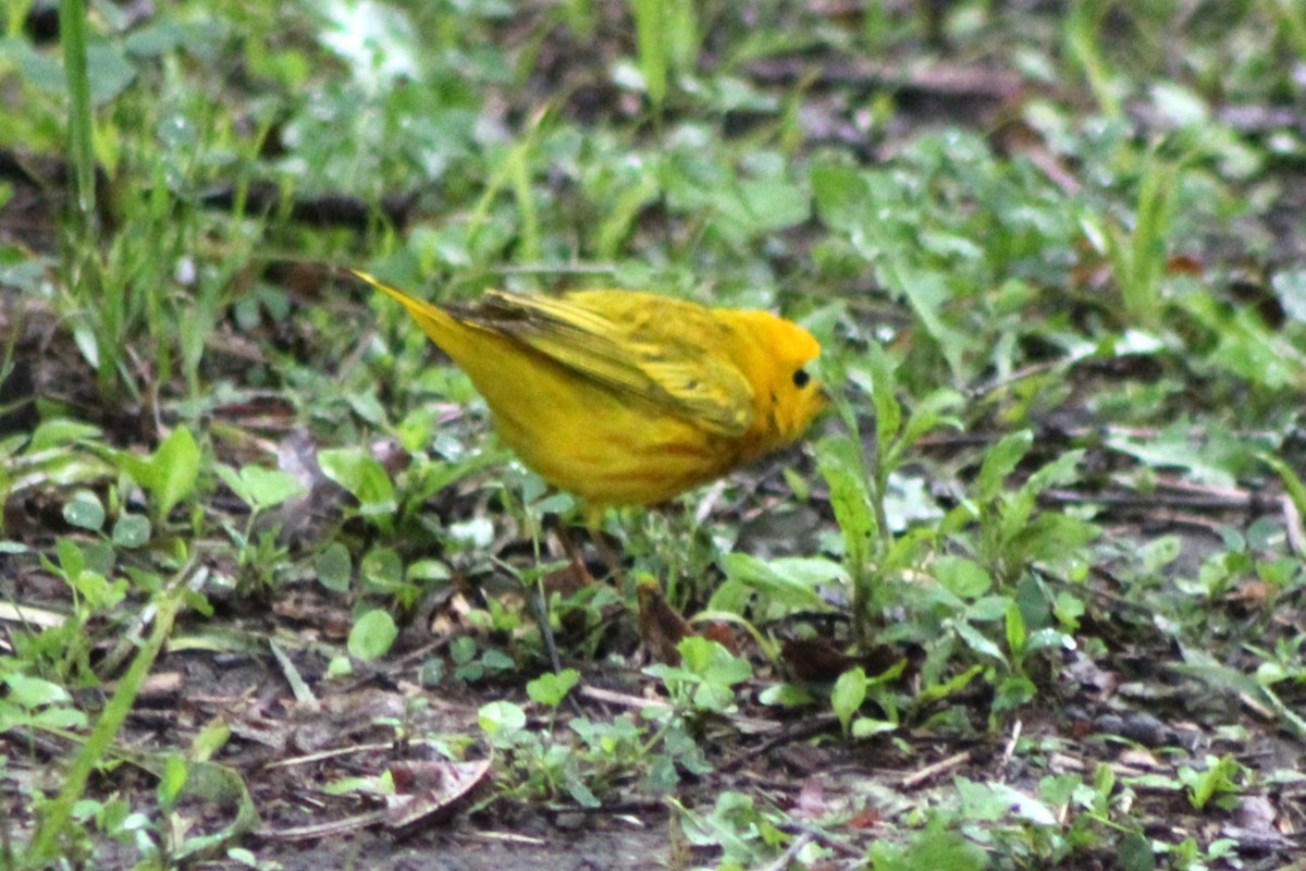 Yellow Warbler - ML637222942