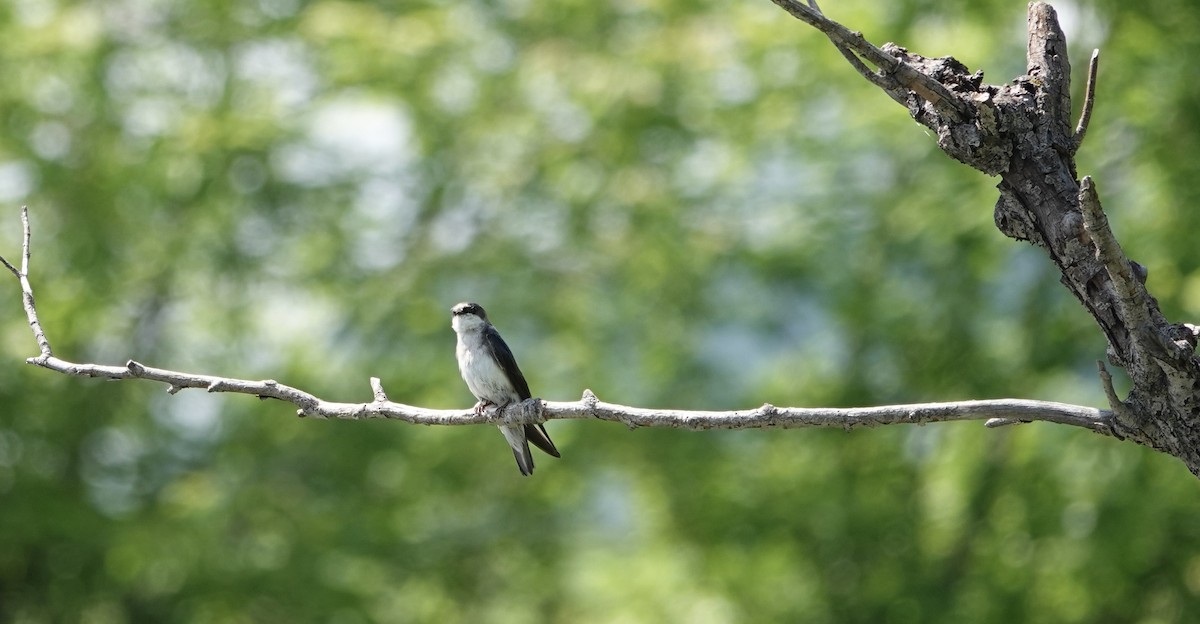 Tree Swallow - ML637222984